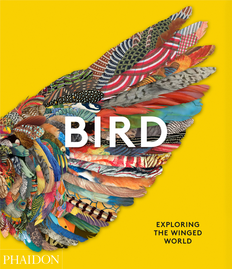 Birds: portada